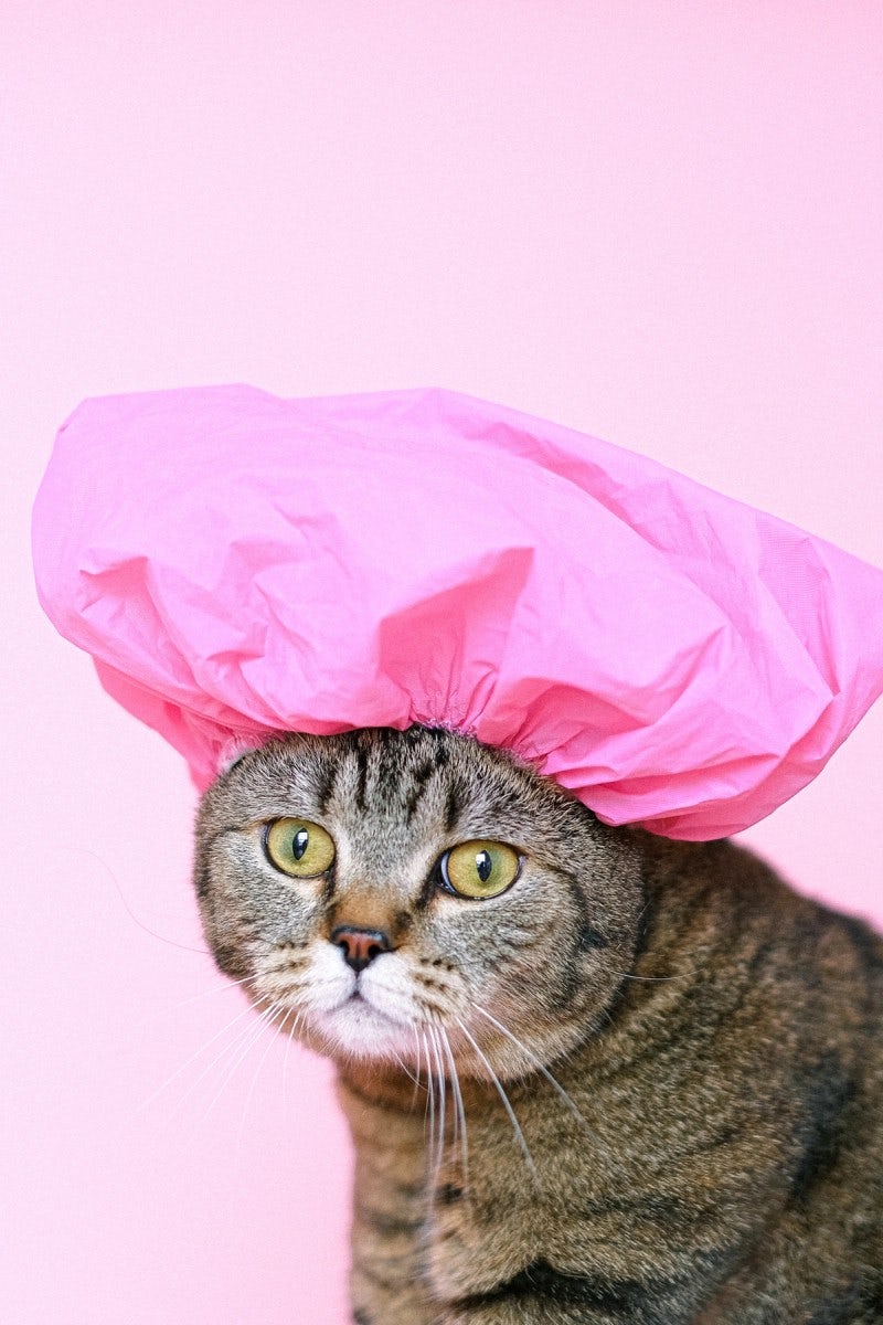 cat with ice pack on head