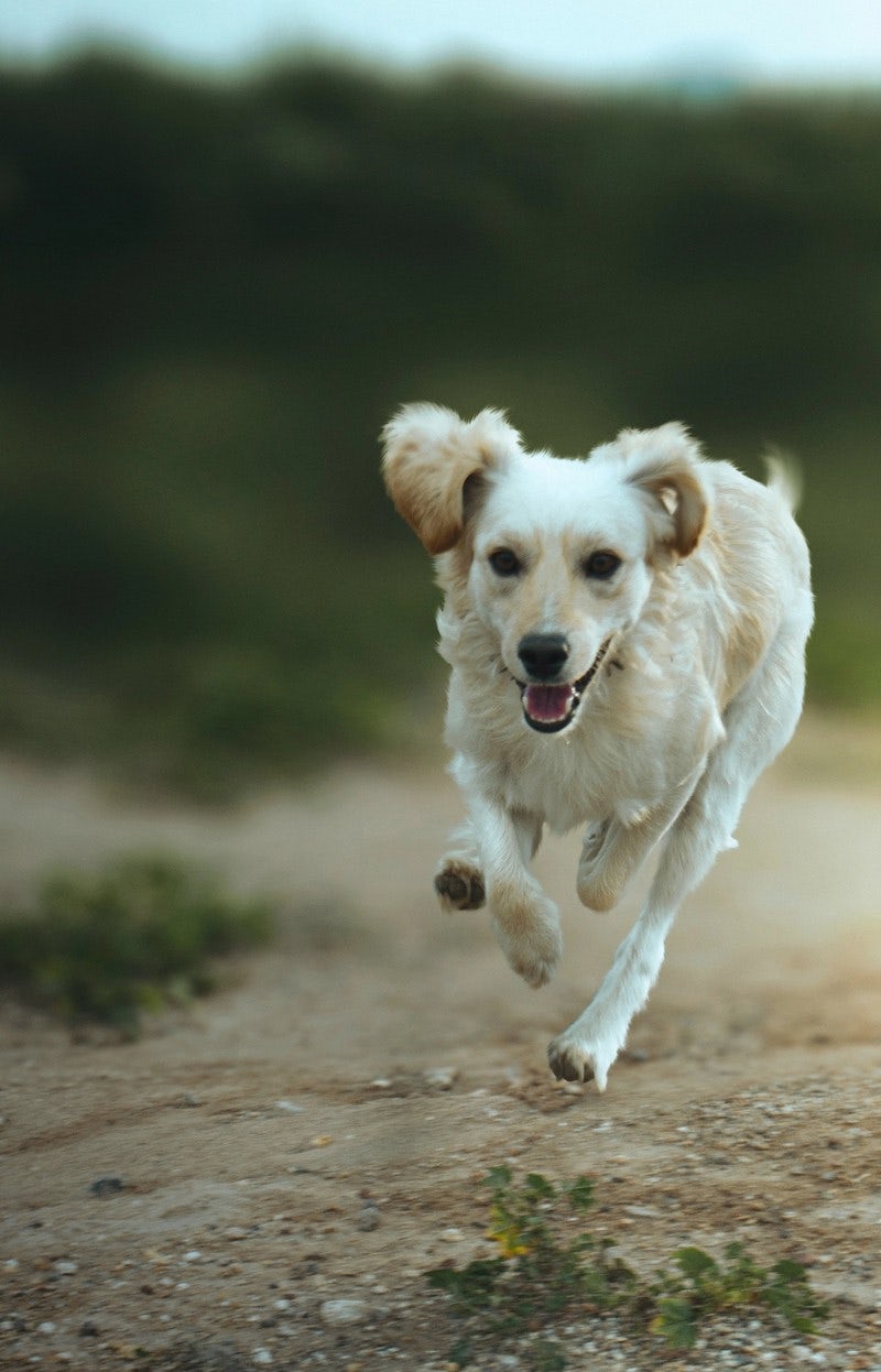 dog running free