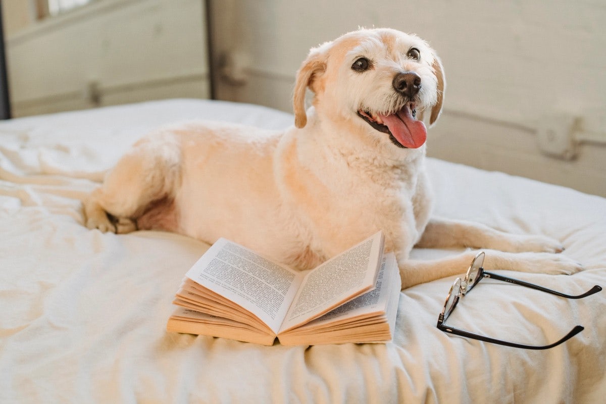 dog with eyeglasses and book