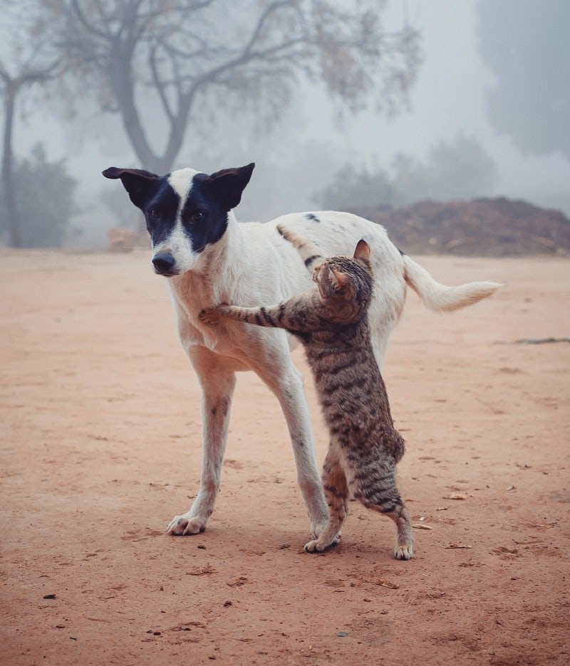 cat fighting with dog
