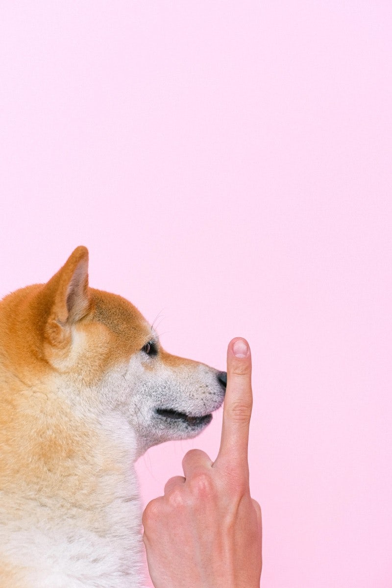 Person holding up finger to dog