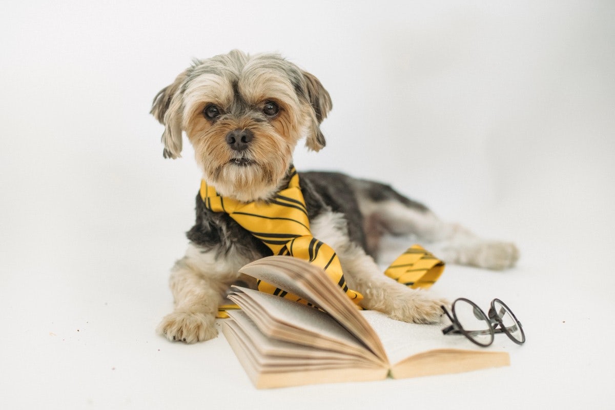 puppy with eyeglasses and on open book