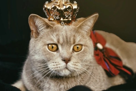 Cat with Crown