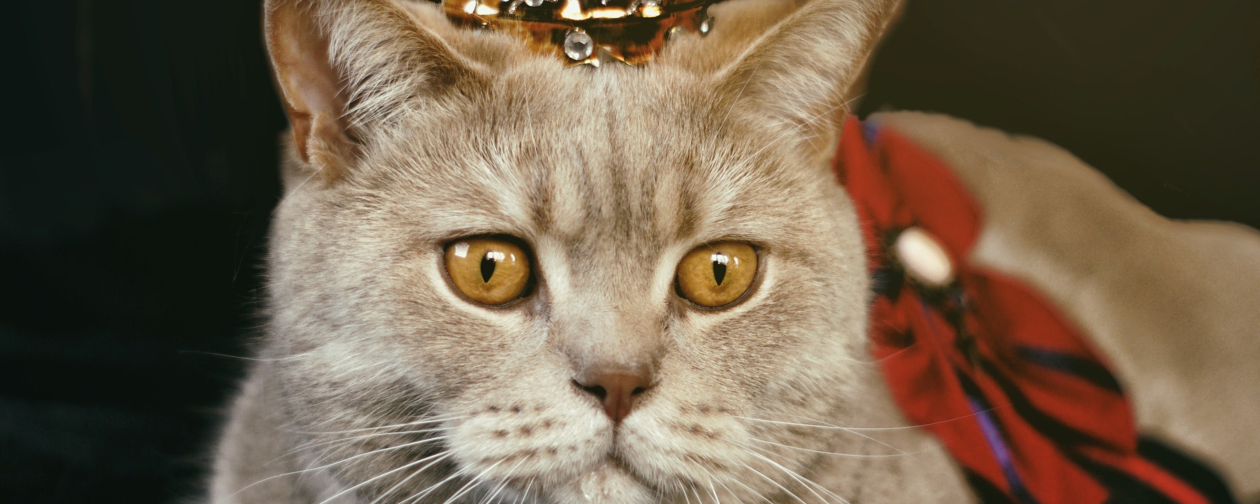 Cat with Crown