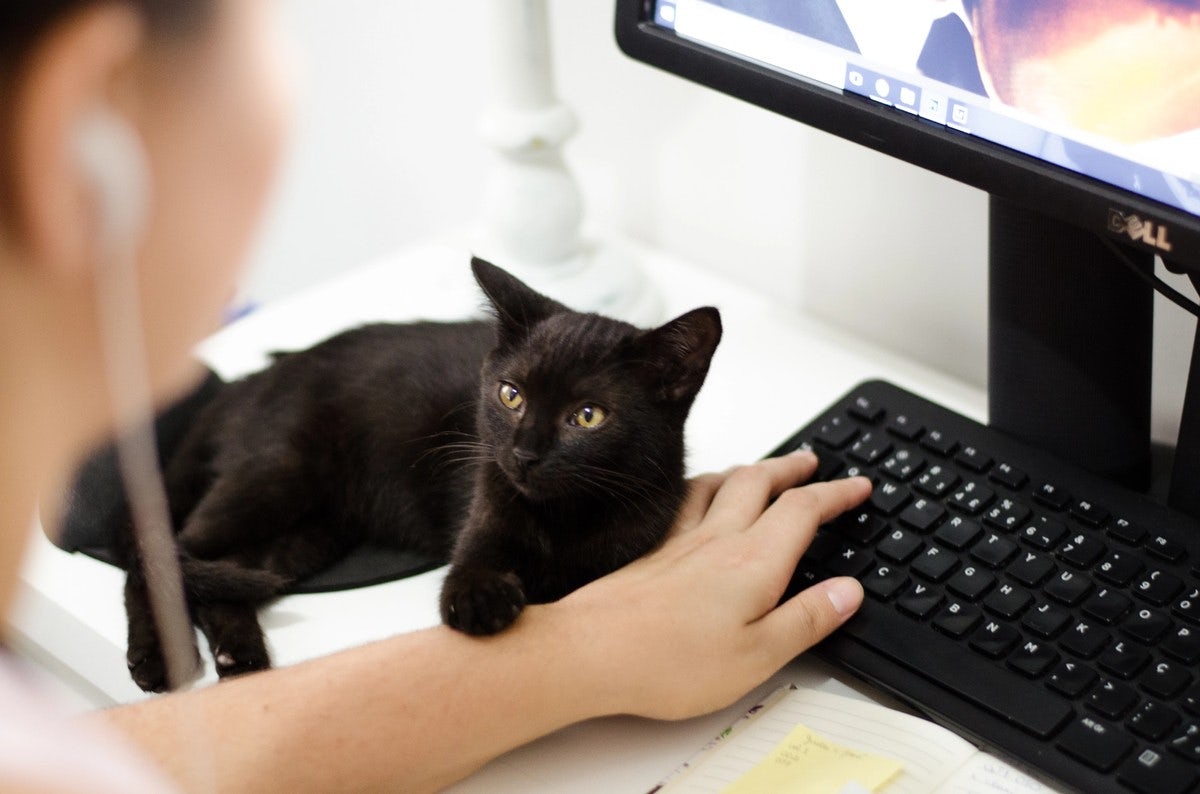 Black kitten stopping woman from typing